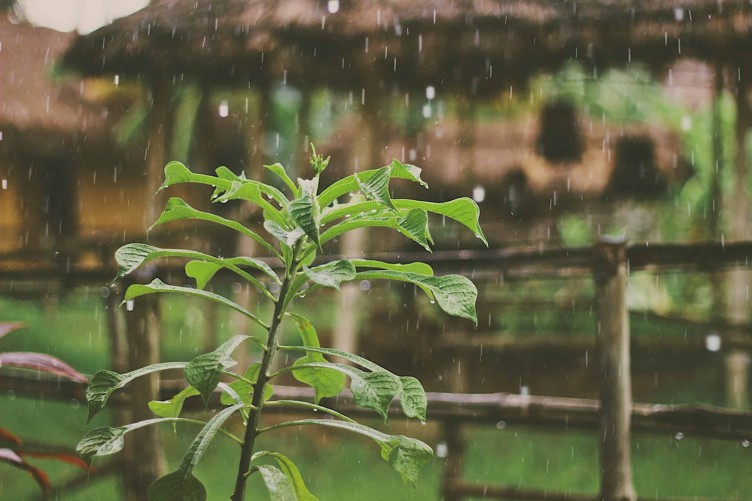 How To Unclog Drain With Sacramento’s Record Rain – Bell Bros