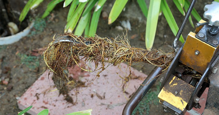 Tree roots are a big cause of a sewage back-up.