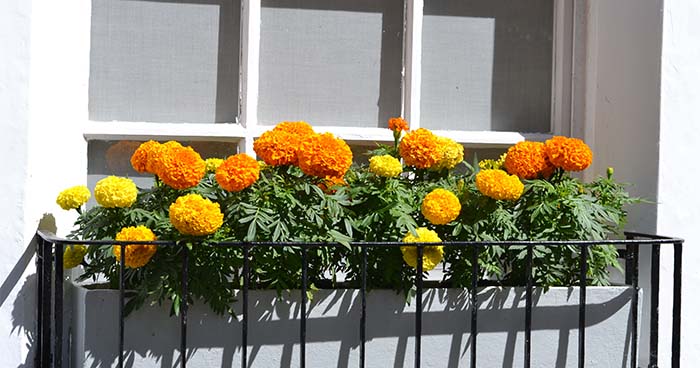 Marigolds are great for window boxes that get a lot of sun.