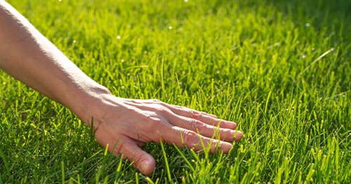 Image: a person caresses their lush lawn.