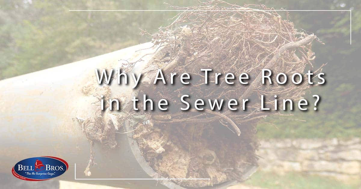 Why Are Tree Roots in the Sewer Line?