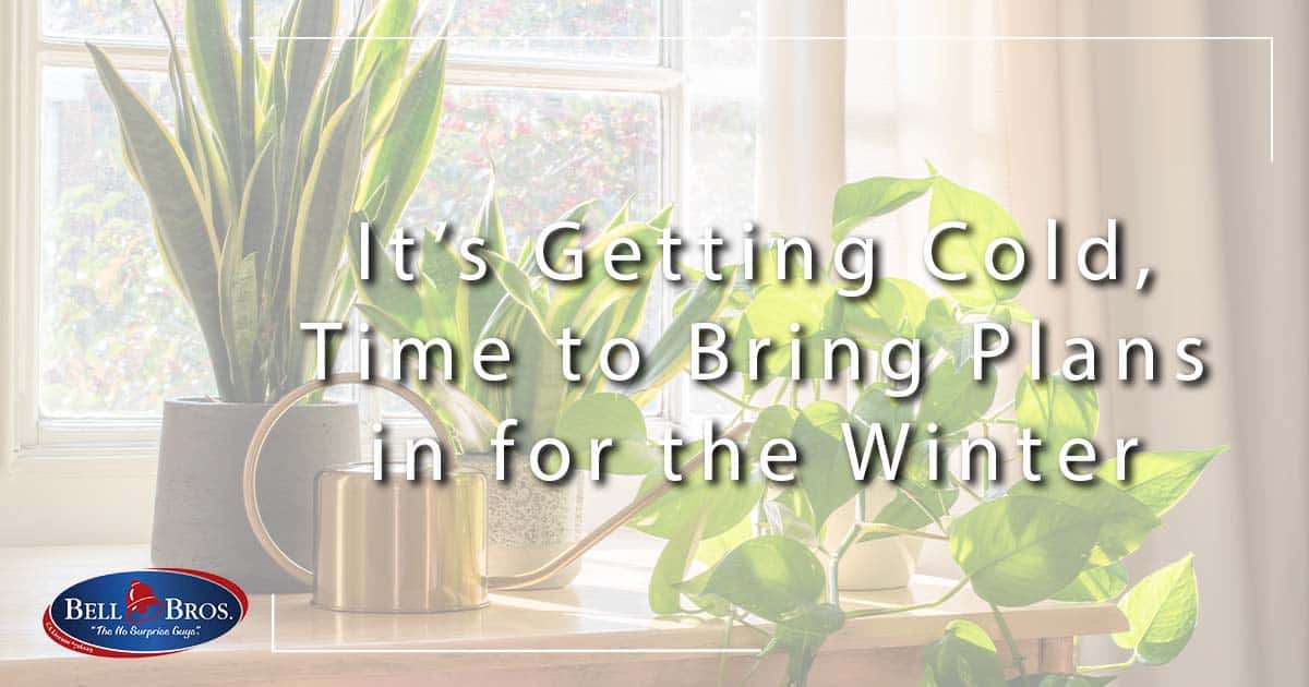 when to bring your plants in for the winter