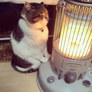 cat warmings up by a space heater
