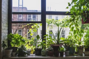 healthy plants indoor
