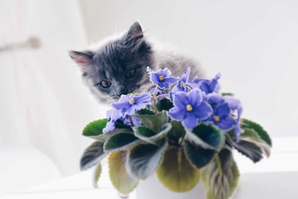 kitten with plant